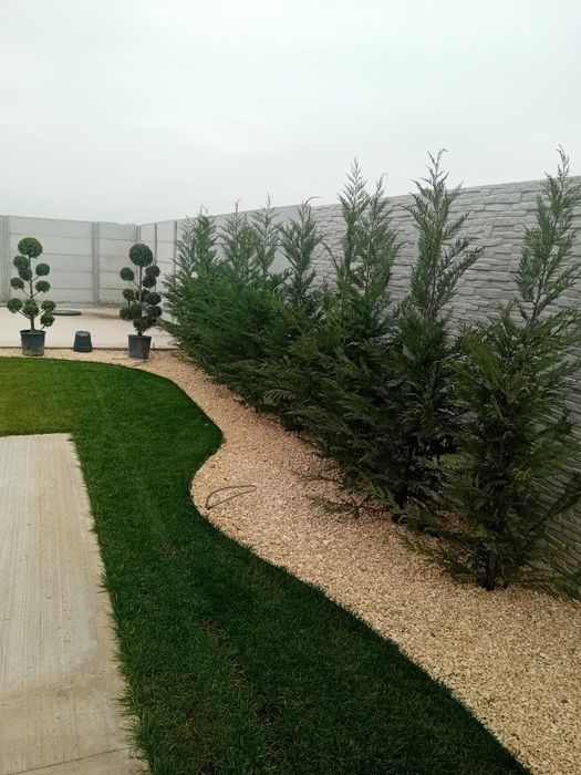 Pepinieră chiparos cupresus leylandi