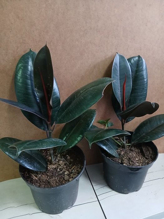 Фикус эластик черный принц