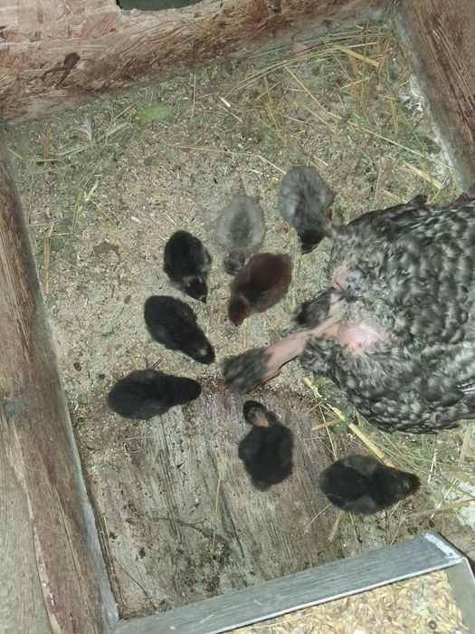 Vănd cloșcă cu 8 puișori