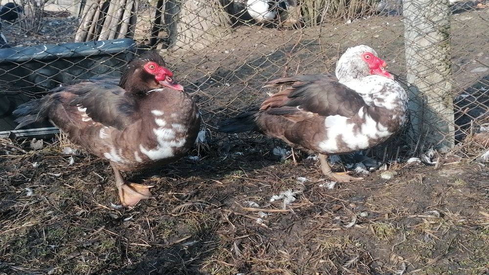 Rațe mute  de vânzare