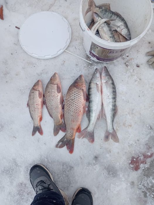 Судак,сазан,рыбец