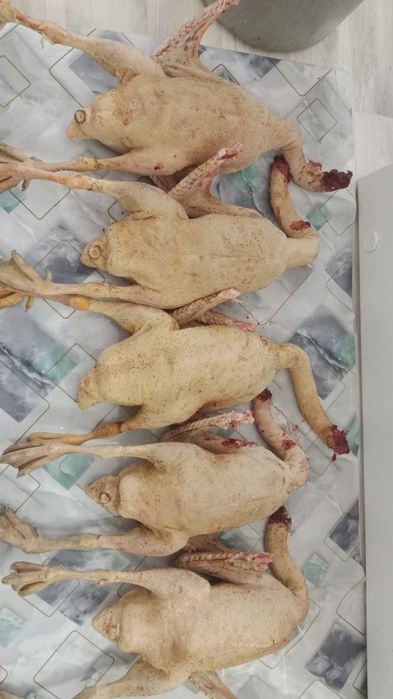 Қаз сатылады Линда пародасы 6айлық