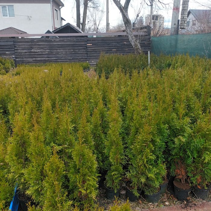 Tuia smaragd 90 cm-1m