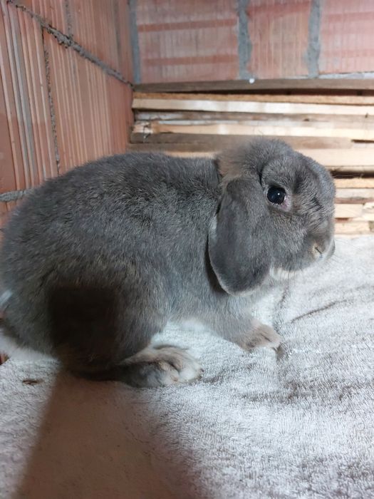 Iepure,mascul holland lop (pitic)