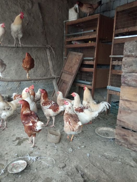 Продаётся куры и петухи