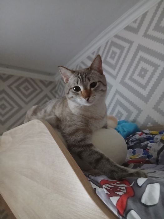 Котик в добрые руки бесплатно