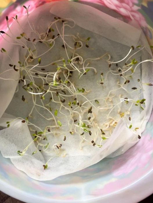 Семена люцерна Джеа