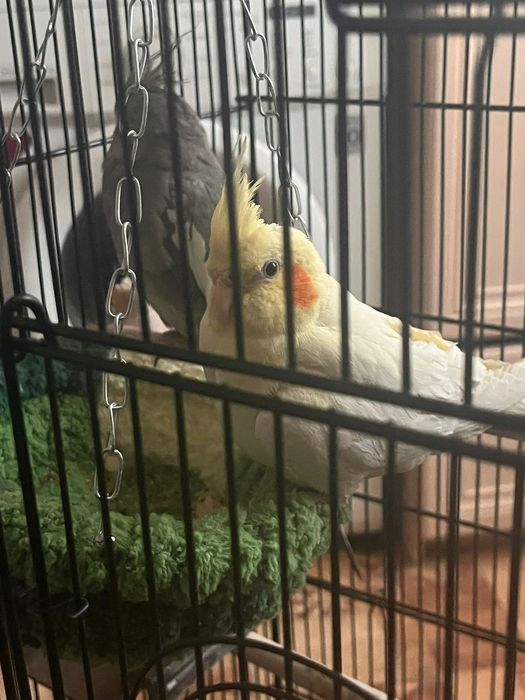 Продам Попугаев породы Корелла, мальчик и девочка.