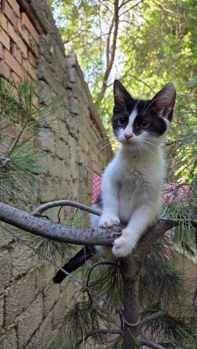 Котята ищут семьи!