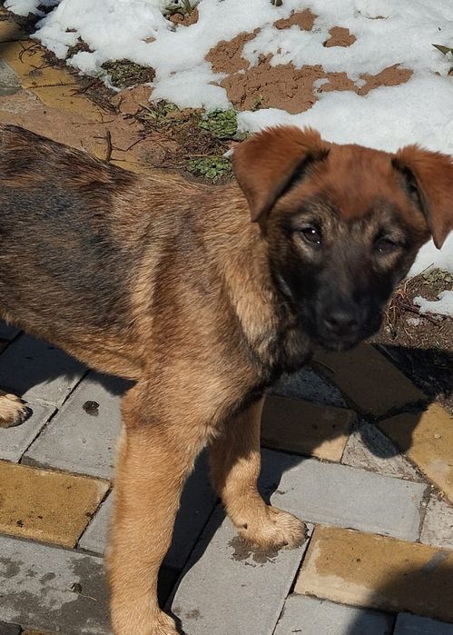 Отдам щенков в добрые руки