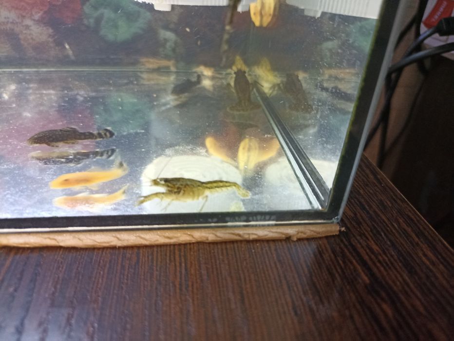 Продам  Мраморных Раков