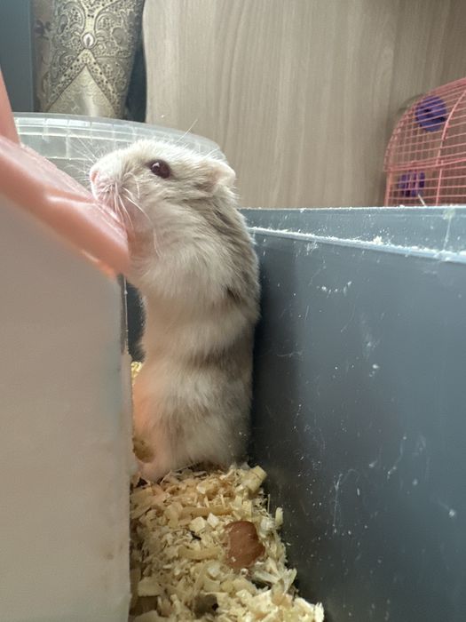 Хомяки красноглазые