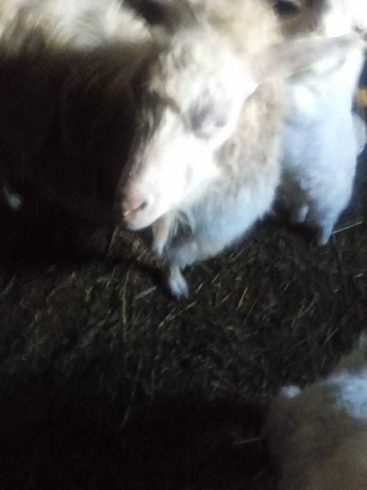 Продам козу и две козочки