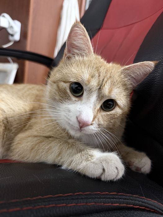Кот Буська мальчик 1 год