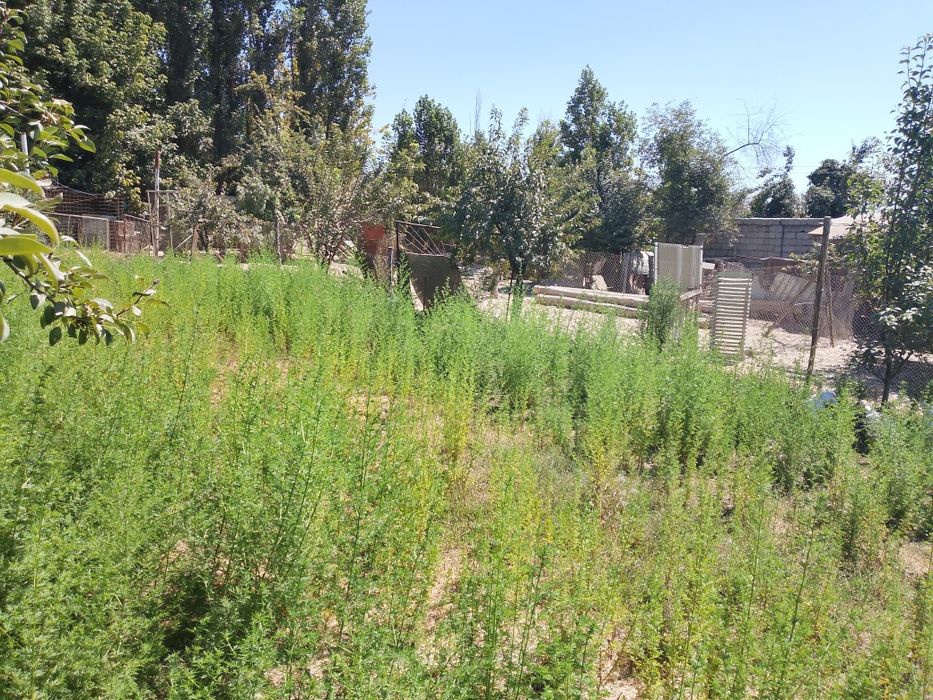 Yangiyoʻl tumanida srochna yer sotiladi