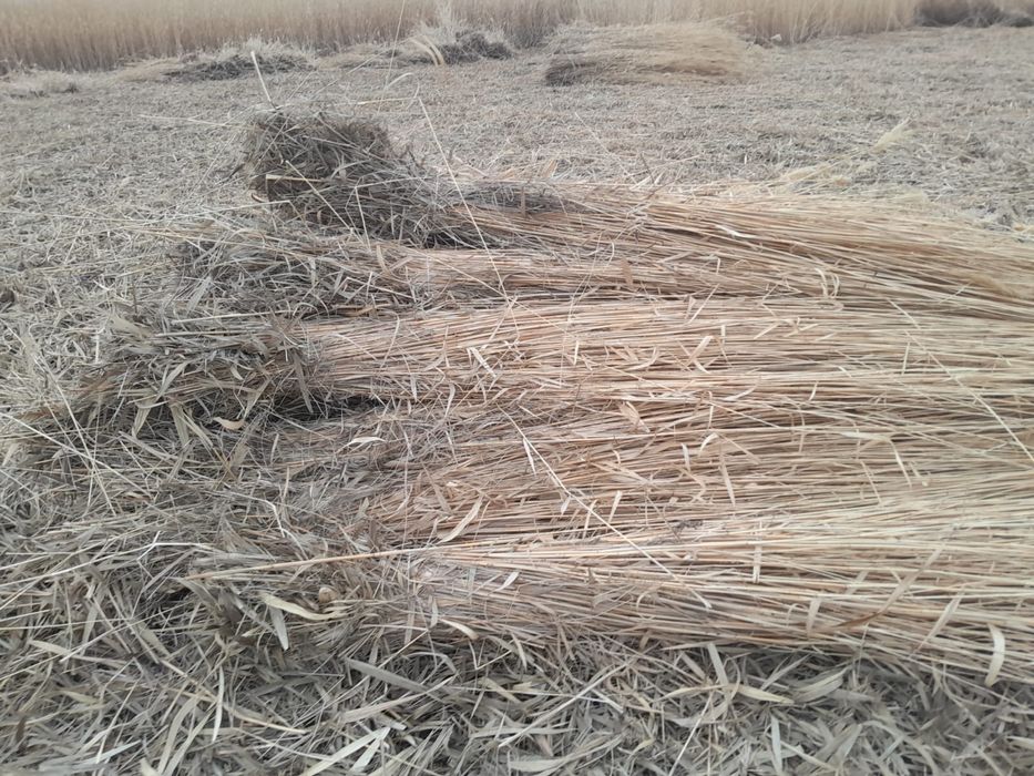 Камыс сатылады. Қамыс бар.