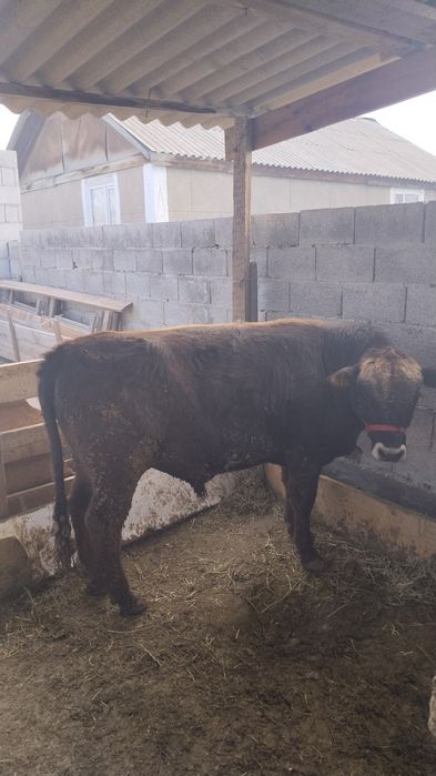 Бұқа сатамыз семіз