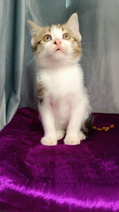 Ищет дом и добрые руки