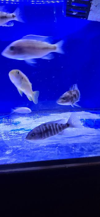 Ciclide africane malawi aulonocara mbuna Ieftin