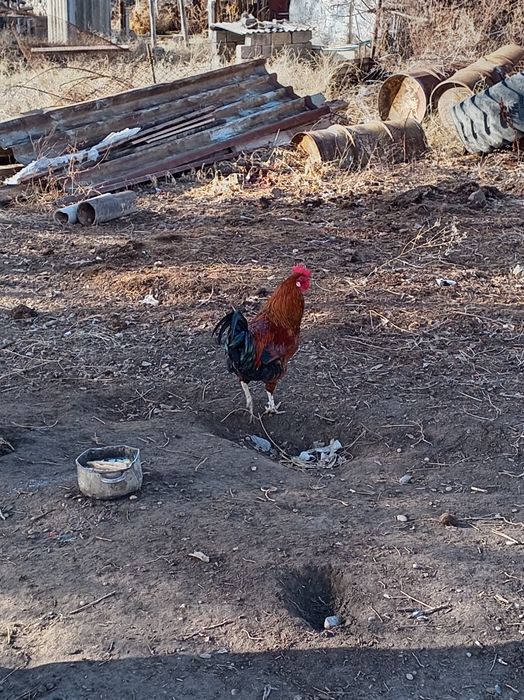 3 кораз сатылады