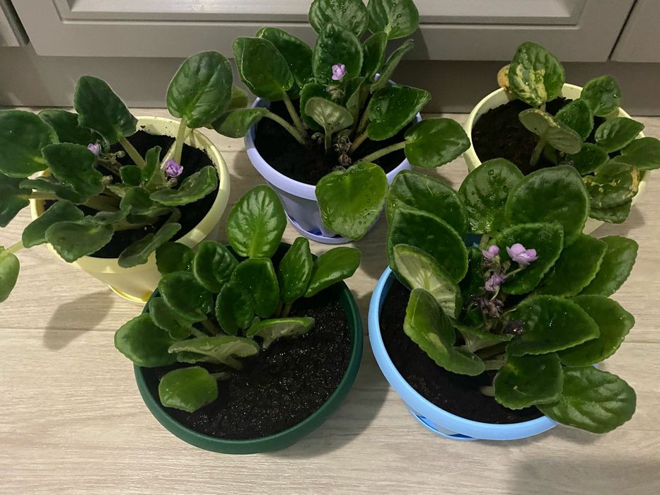 Продам комнатные цветы