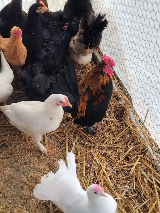 Vând perechi gaini si cocoși pitici sau 2+1