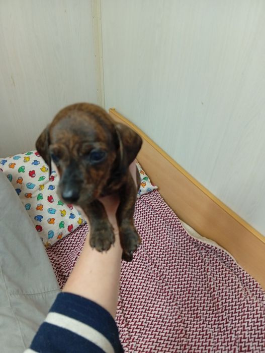 Чистокровные щенки Таксы