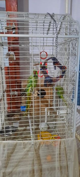 Продам срочно попугая