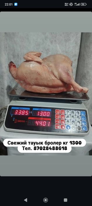 Куры бролер свежие кг 1300.номер.