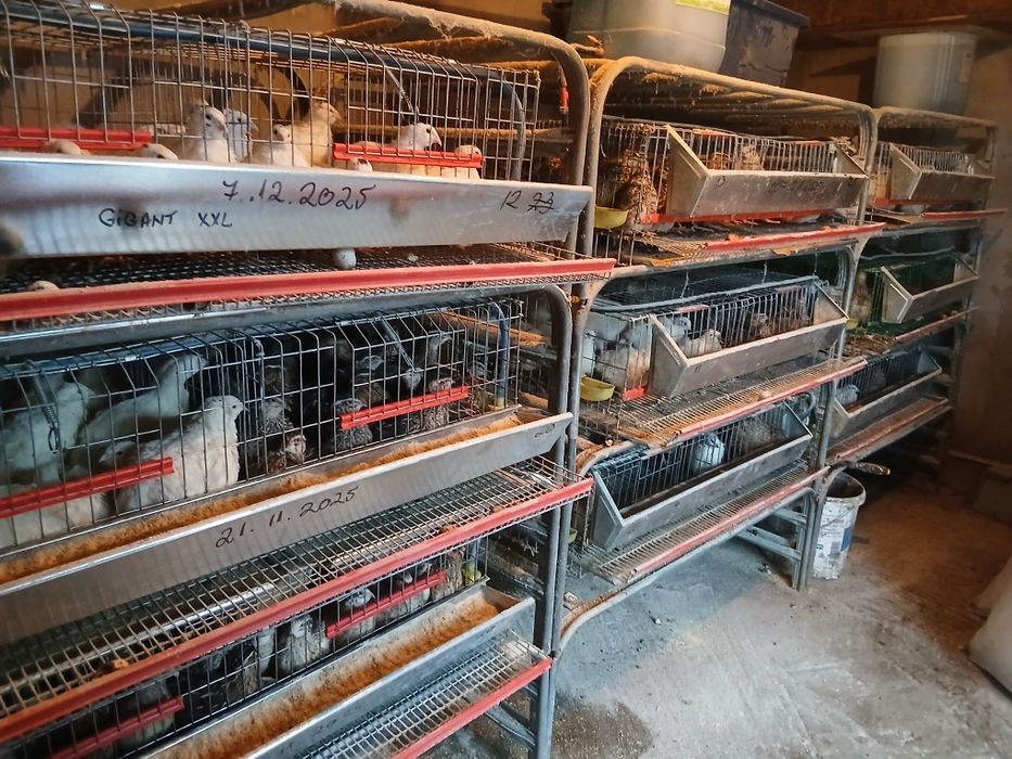 Prepelite ouatoare si Oua de incubat