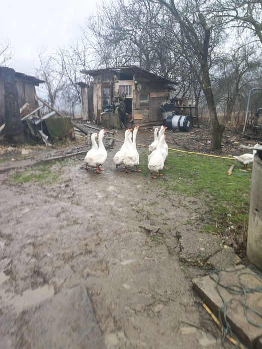 Vând gaste de carne