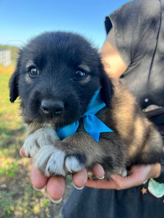 *** - CĂȚELUȘI PENTRU ADOPȚIE!  - *** Vacinati si deparazitați