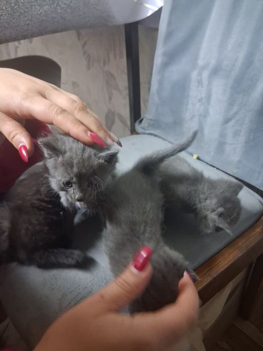 Отдам даром котят