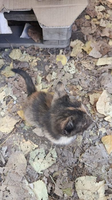 Отдам котят в добрые руки