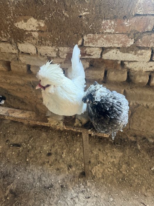 Султанка тауықтар