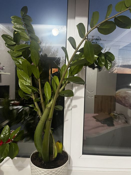 Продам долларовое дерево