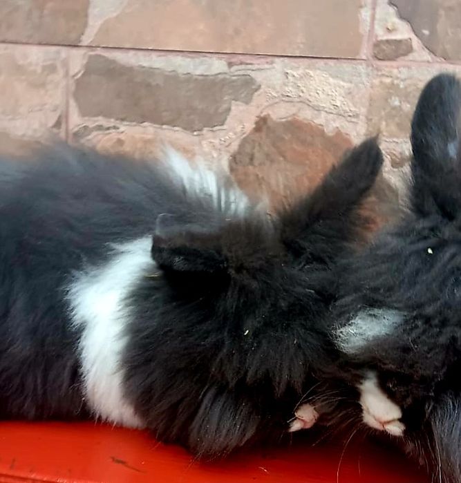 Iepurași angora german