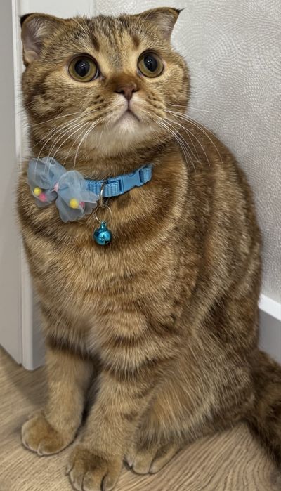 Кошка ищет встречи с котом