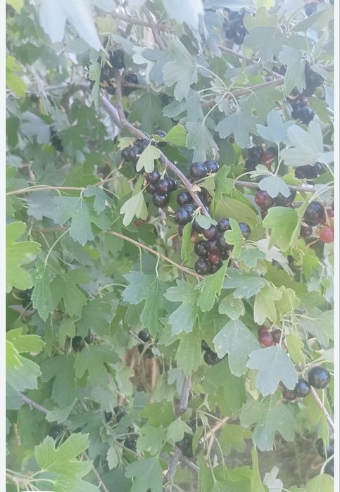 Смородина кучат сотилади 15 миндан