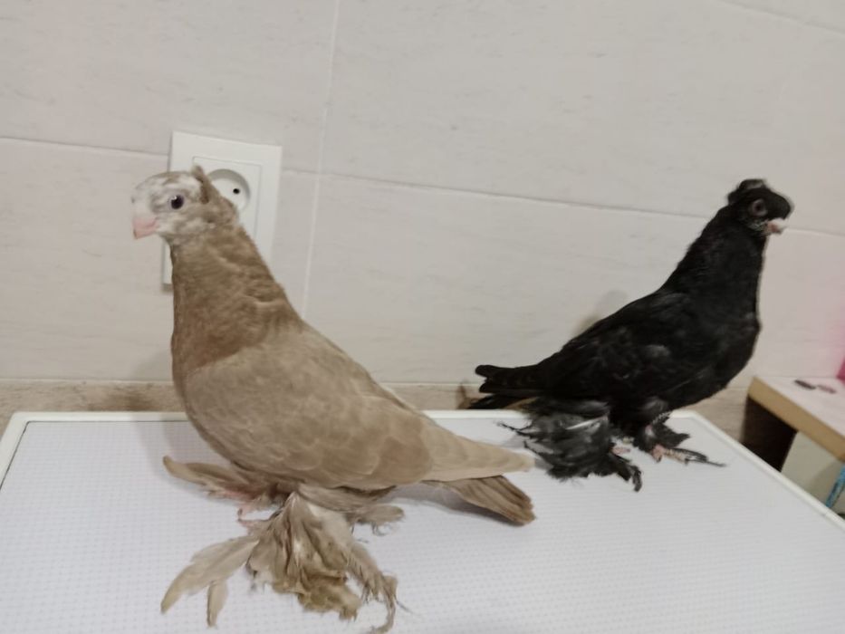 Продам   голубей