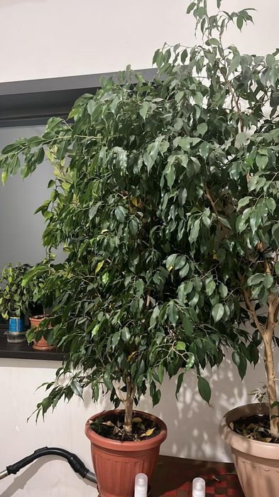 Продам фикусы Бенджамина