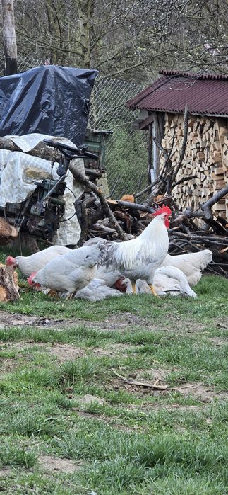 Italiana perlat(lavanda)