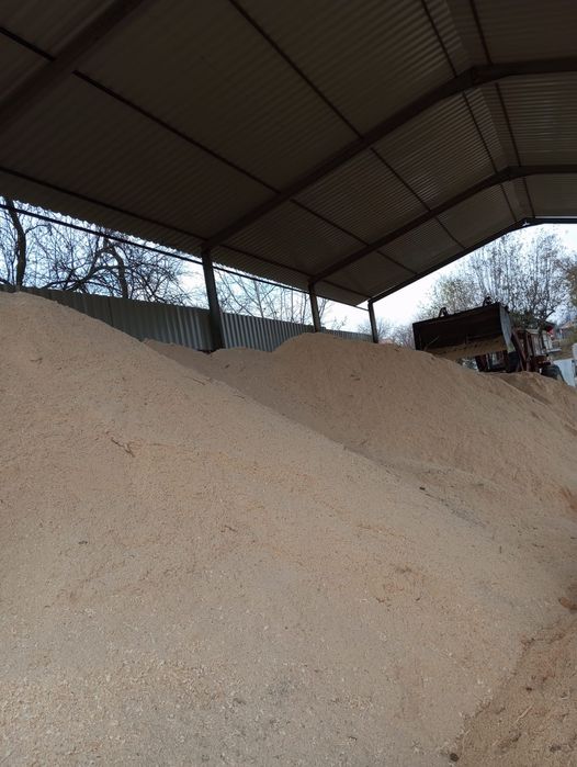 Rășinoase de brad și molid