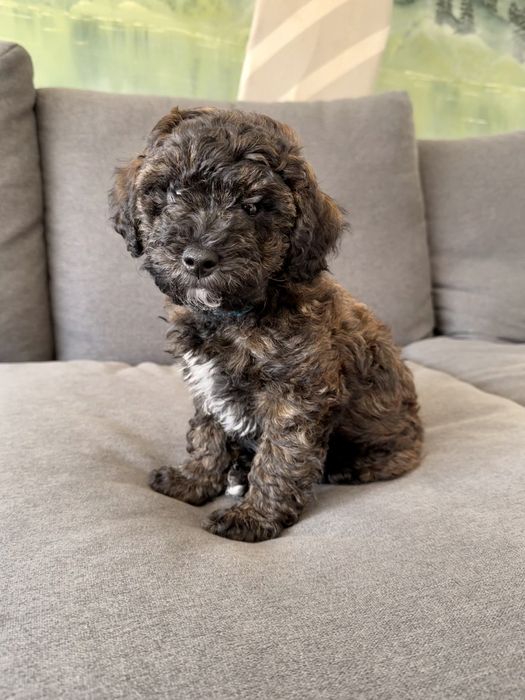 Poodle/caniche mini de vanzare
