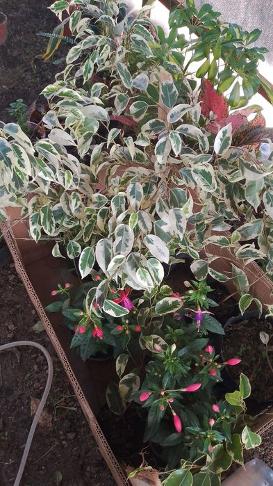 Комнатные цветы от  500 теңге