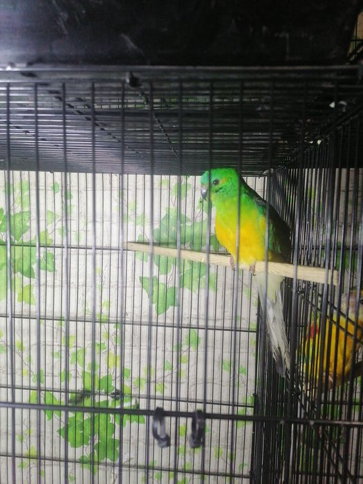 Певчий зиленые попугай