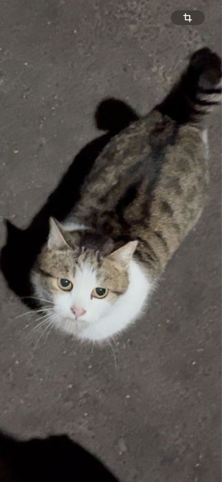 Отдам кушку в добрые руки