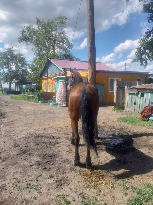 Продам орловского жеребца