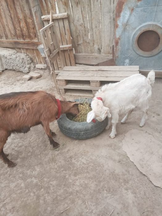 Ешки лагымен сатылады