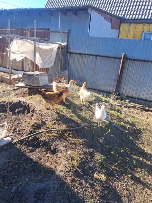 Продам цыплят 26 шт